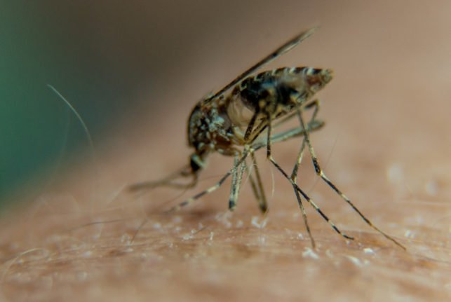 Pourquoi il y a plus de moustiques en France cet automne