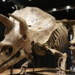 Big John : Le plus grand squelette de tricératops du monde se vend pour la somme record de 6,6 millions d’euros en Europe.