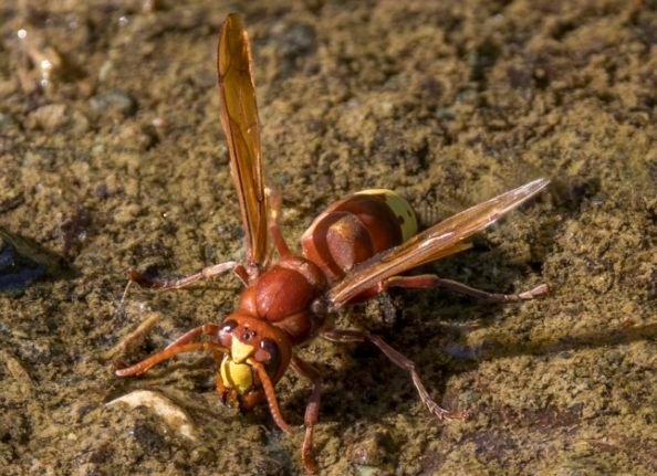 Des chercheurs découvrent un nouvel insecte dangereux dans le sud de la France