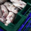 EXPLIQUÉ : Pourquoi la France et le Royaume-Uni se disputent-ils au sujet du poisson ?