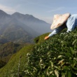 Les agriculteurs qui luttent contre la sécheresse n’abandonneront pas : Pas pour tout le thé de Taïwan