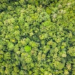 Pourquoi l’Indonésie a-t-elle mis fin à un accord de protection des forêts de plusieurs millions d’euros avec la Norvège ?