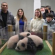 Les bébés pandas du zoo français ont un parrain star du football : Kylian Mbappé