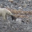 Le film d’un ours polaire mangeant un renne est considéré comme une preuve du changement climatique.