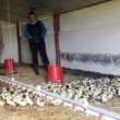 Grippe aviaire : Les agriculteurs français doivent garder leurs volailles à l’intérieur