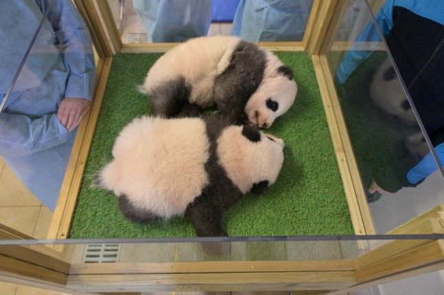 Les deux pandas, nés en août dernier, pèsent chacun 5,5 kg. 