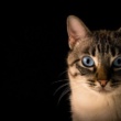 100 chats morts trouvés dans la maison d’un retraité français