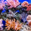 La vie après le blanchiment des coraux : que peuvent nous apprendre les récifs qui survivent au changement climatique ?