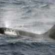 Début de l’opération de sauvetage d’une orque échouée dans la Seine en France