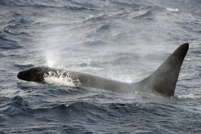 Un jeune orque mâle est coincé dans la Seine en France depuis plus d'une semaine.
