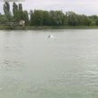 La France va abattre une orque échouée dans la Seine