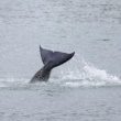 Un orque échoué dans une rivière française meurt de causes naturelles
