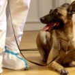 Les chiens peuvent détecter les cas de COVID de manière aussi fiable que les tests PCR, selon une étude.
