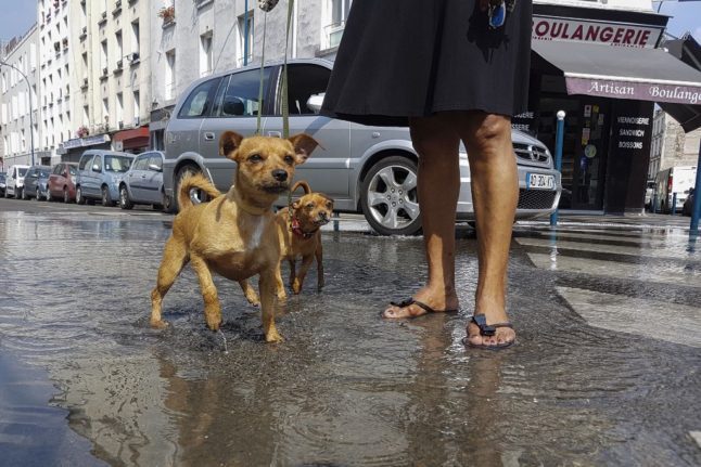 Ce qu'il faut savoir pour posséder un chien en France