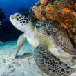 Les écosystèmes marins menacés par la hausse des températures en Méditerranée