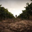 Craintes pour les millésimes 2022 des vins français à cause des “raisins stressés”.