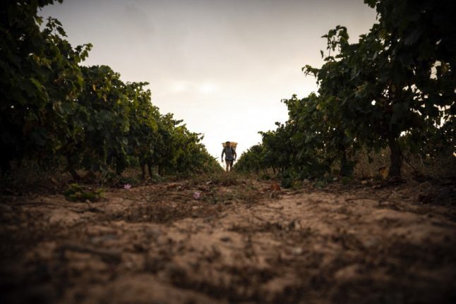 Craintes pour les millésimes 2022 des vins français à cause des 