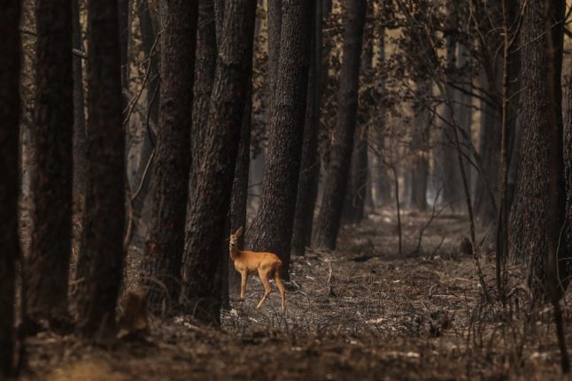 Une biche regarde dans une forêt brûlée suite à un incendie en Sud Gironde,