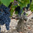 La sécheresse et les températures record obligent les viticulteurs européens à vendanger tôt.