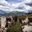 La surchauffe des vaches françaises entraîne une baisse de la production de fromage dans les Alpes