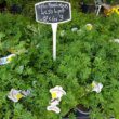 La vie en France : 5 plantes qui repoussent (prétendument) les moustiques