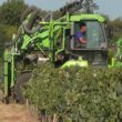 Le vignoble français souffre d’une grave sécheresse dans certaines régions