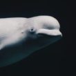 Une baleine béluga aperçue dans la Seine en France