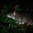 Marseille recrute des furets pour faire face à son problème de rats