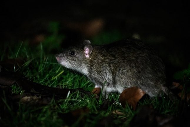 Marseille recrute des furets pour résoudre son problème de rats