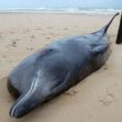 Une baleine blessée s’échoue sur le rivage dans le nord de la France