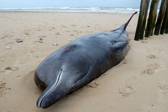 Une baleine blessée s'échoue sur le rivage dans le nord de la France.