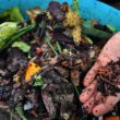 Vers gratuits : comment commencer le compostage en France