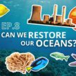 Podcast Ocean Calls : Pouvons-nous remonter le temps et restaurer nos océans ?