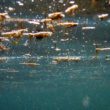 Nausées, yeux rouges et fatigue : les algues toxiques provoquent des symptômes pseudo-grippaux le long de la côte méditerranéenne